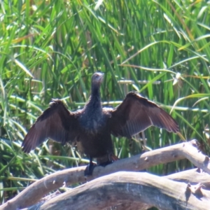 Phalacrocorax sulcirostris at Fyshwick, ACT - 11 Oct 2023