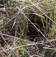 Anthus australis at Fentons Creek, VIC - 11 Oct 2023 03:24 PM