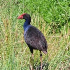 Porphyrio melanotus (Australasian Swamphen) at Fyshwick, ACT - 11 Oct 2023 by MatthewFrawley