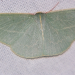 Chlorocoma carenaria at Sheldon, QLD - 14 Sep 2007