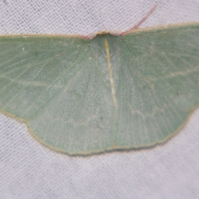 Chlorocoma carenaria (Veined Emerald) at Sheldon, QLD - 14 Sep 2007 by PJH123