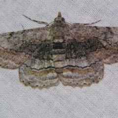 Cleora displicata (A Cleora Bark Moth (Boarmiini) at Sheldon, QLD - 14 Sep 2007 by PJH123
