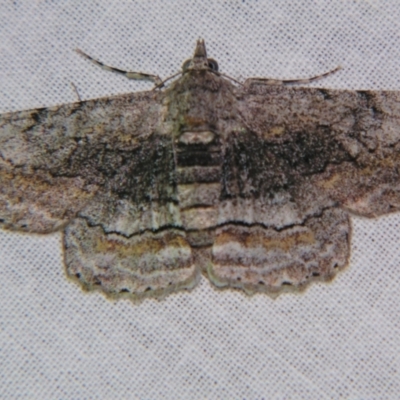 Cleora displicata (A Cleora Bark Moth) at Sheldon, QLD - 14 Sep 2007 by PJH123