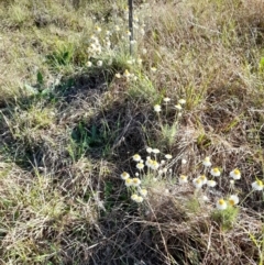 Leucochrysum albicans subsp. tricolor (Hoary Sunray) at Umbagong District Park - 9 Oct 2023 by JBrickhill