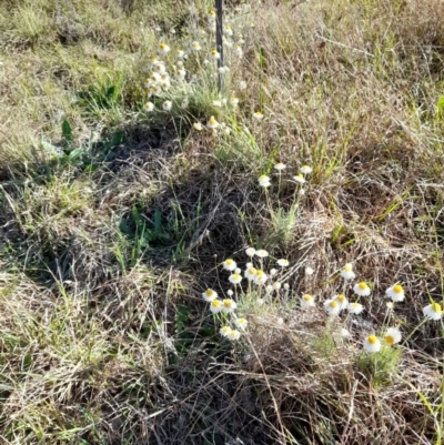 Leucochrysum albicans subsp. tricolor (Hoary Sunray) at Latham, ACT - 9 Oct 2023 by JBrickhill