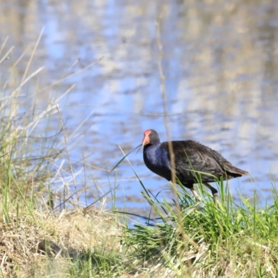 Porphyrio melanotus (Australasian Swamphen) at Fyshwick, ACT - 11 Oct 2023 by JimL