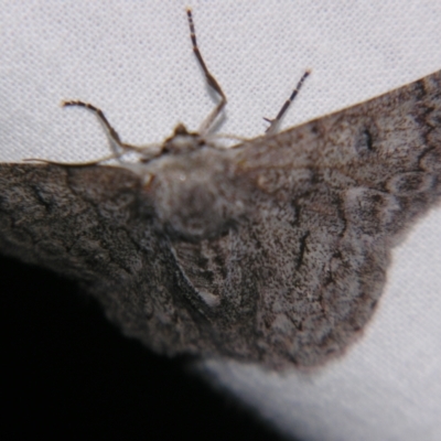 Crypsiphona ocultaria (Red-lined Looper Moth) at Sheldon, QLD - 14 Sep 2007 by PJH123