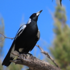 Gymnorhina tibicen (Australian Magpie) at Fyshwick, ACT - 11 Oct 2023 by MatthewFrawley