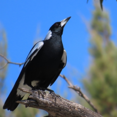 Gymnorhina tibicen (Australian Magpie) at Fyshwick, ACT - 11 Oct 2023 by MatthewFrawley