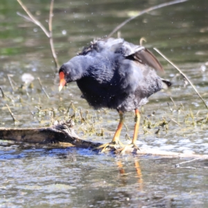 Gallinula tenebrosa at Fyshwick, ACT - 11 Oct 2023