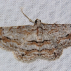 Didymoctenia exsuperata (Thick-lined Bark Moth) at Sheldon, QLD - 14 Sep 2007 by PJH123