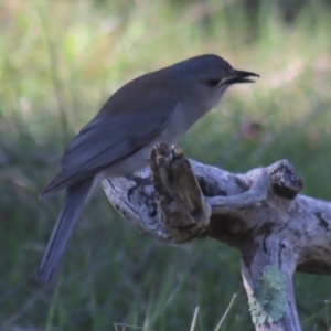 Colluricincla harmonica at Gundaroo, NSW - 11 Oct 2023