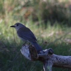 Colluricincla harmonica at Gundaroo, NSW - 11 Oct 2023