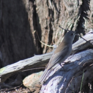 Colluricincla harmonica at Gundaroo, NSW - 11 Oct 2023