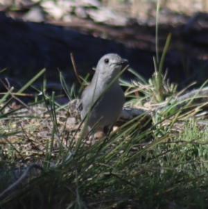 Colluricincla harmonica at Gundaroo, NSW - 11 Oct 2023