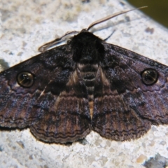 Donuca castalia (An Erebid moth (Catocalini)) at Sheldon, QLD - 15 Sep 2007 by PJH123