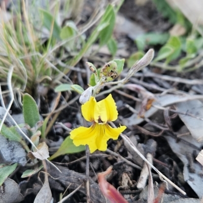 Goodenia hederacea subsp. hederacea (Ivy Goodenia, Forest Goodenia) at Stromlo, ACT - 11 Oct 2023 by BethanyDunne