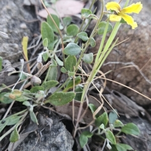 Goodenia hederacea subsp. hederacea at Stromlo, ACT - 11 Oct 2023