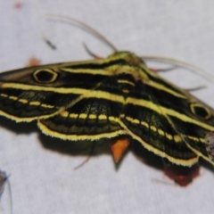 Donuca orbigera (A Noctuid moth (Eribidae)) at Sheldon, QLD - 15 Sep 2007 by PJH123