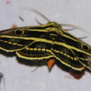 Donuca orbigera at Sheldon, QLD - 15 Sep 2007