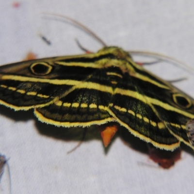 Donuca orbigera (A Noctuid moth (Eribidae)) at Sheldon, QLD - 14 Sep 2007 by PJH123