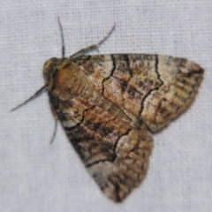 Dysbatus undescribed species (A Line-moth) at Sheldon, QLD - 14 Sep 2007 by PJH123