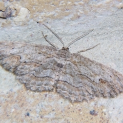 Ectropis excursaria (Common Bark Moth) at Sheldon, QLD - 14 Sep 2007 by PJH123