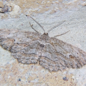 Ectropis excursaria at Sheldon, QLD - 14 Sep 2007