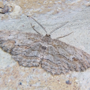 Ectropis excursaria at Sheldon, QLD - suppressed