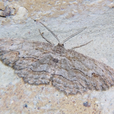 Ectropis excursaria (Common Bark Moth) at Sheldon, QLD - 14 Sep 2007 by PJH123