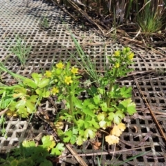 Ranunculus sceleratus at Fyshwick, ACT - 11 Oct 2023