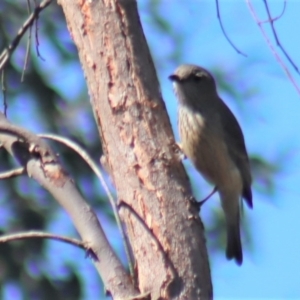 Pachycephala rufiventris at Gundaroo, NSW - 11 Oct 2023