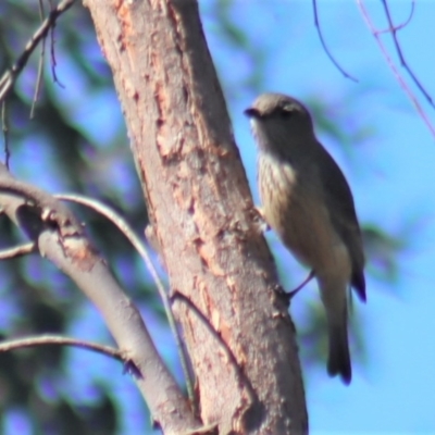 Pachycephala rufiventris (Rufous Whistler) at Gundaroo, NSW - 11 Oct 2023 by Gunyijan