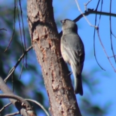 Pachycephala rufiventris at Gundaroo, NSW - 11 Oct 2023