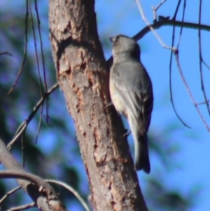 Pachycephala rufiventris at Gundaroo, NSW - 11 Oct 2023