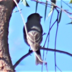 Pachycephala rufiventris at Gundaroo, NSW - 11 Oct 2023