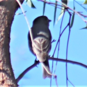 Pachycephala rufiventris at Gundaroo, NSW - 11 Oct 2023