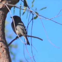 Pachycephala rufiventris at Gundaroo, NSW - 11 Oct 2023