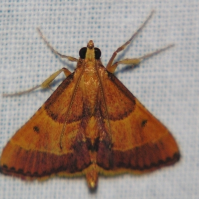 Endosimilis stilbealis (A Pyralid moth (Endotrichinae)) at Sheldon, QLD - 15 Sep 2007 by PJH123