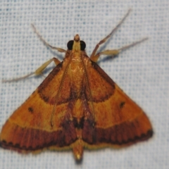 Endosimilis stilbealis (A Pyralid moth (Endotrichinae)) at Sheldon, QLD - 14 Sep 2007 by PJH123