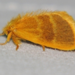 Euproctis lucifuga (A Tussock Moth (Lymantriinae)) at Sheldon, QLD - 14 Sep 2007 by PJH123