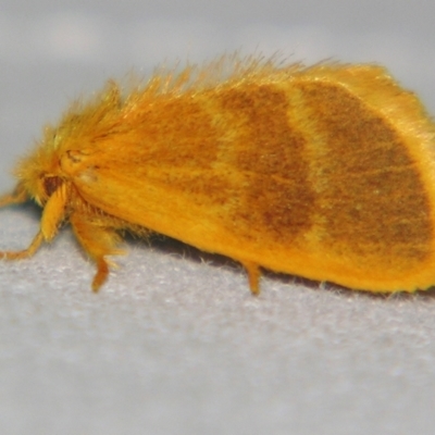 Euproctis lucifuga (A Tussock Moth (Lymantriinae)) at Sheldon, QLD - 14 Sep 2007 by PJH123