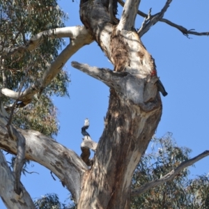 Callocephalon fimbriatum at Farrer, ACT - 10 Oct 2023