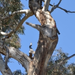 Callocephalon fimbriatum (Gang-gang Cockatoo) at Farrer, ACT - 10 Oct 2023 by JeanD