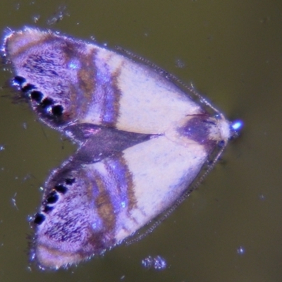 Eupselia beltera (A Gelechioid moth) at Sheldon, QLD - 14 Sep 2007 by PJH123
