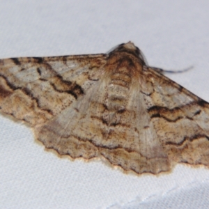 Gastrinodes bitaeniaria at Sheldon, QLD - suppressed