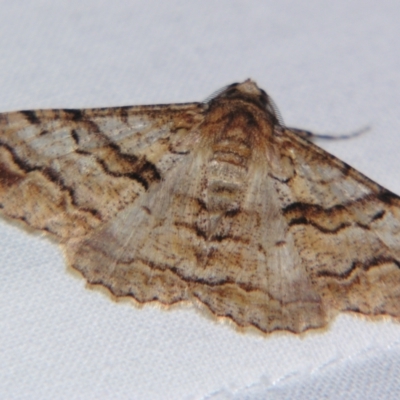 Gastrinodes bitaeniaria (Buff Bark Moth) at Sheldon, QLD - 14 Sep 2007 by PJH123