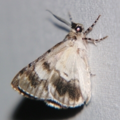Ennominae (Subfamily) (A Geometer moth (Ennominae)) at Sheldon, QLD - 14 Sep 2007 by PJH123