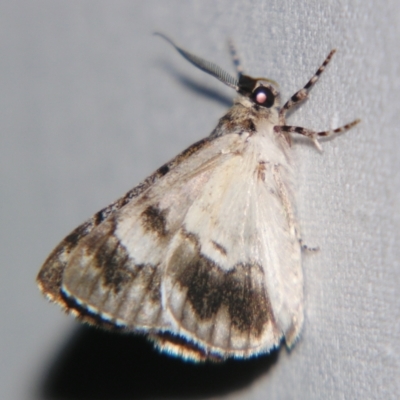 Ennominae (subfamily) (An ennomine looper moth) at Sheldon, QLD - 14 Sep 2007 by PJH123