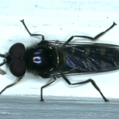 Melangyna viridiceps (Hover fly) at Ainslie, ACT - 29 Sep 2023 by jb2602